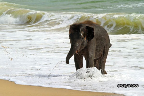 Слон на пляже