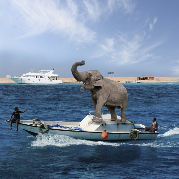 Слоненок увидел море