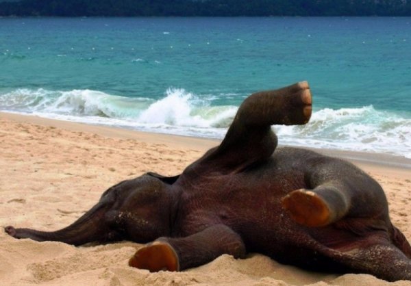 Слон на пляже