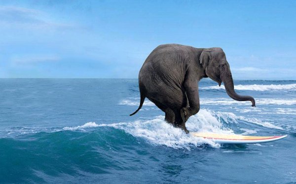 Слон на скамейке у моря