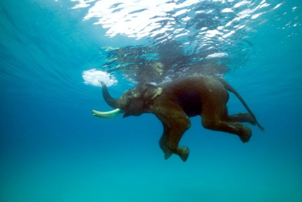А куда катится солнце Слоненок