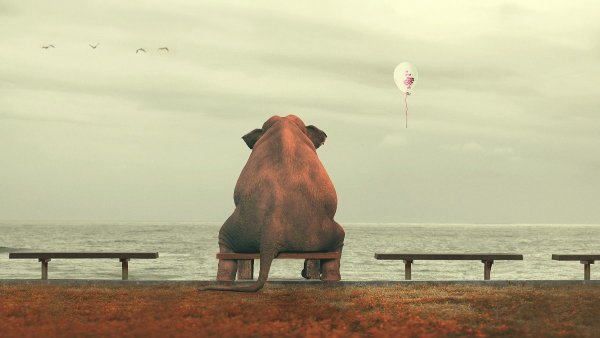 Слон и море Шри Ланка