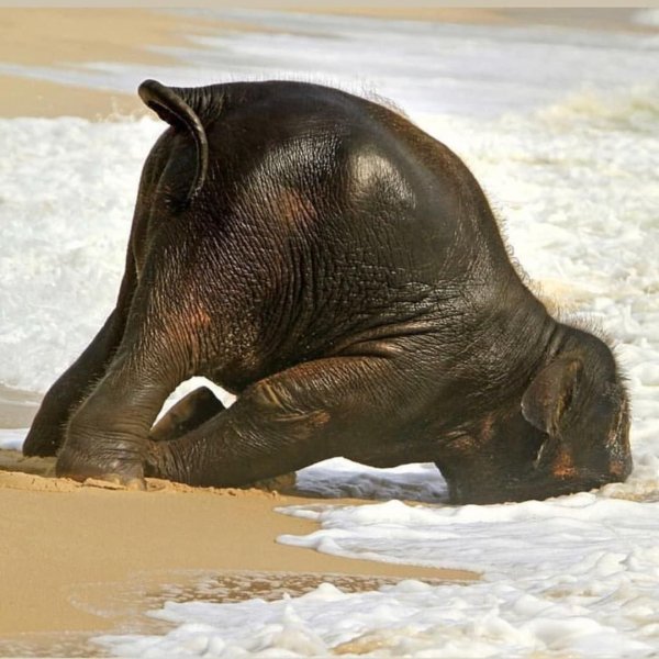 Слон на берегу моря