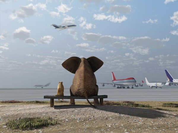 Пингвины купаются