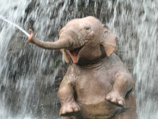 Слон купается в море