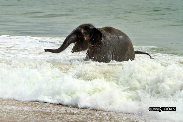 Нарисовать милого слона