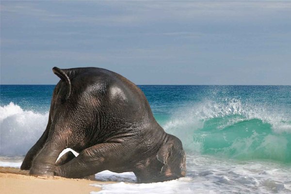 Слоник на море