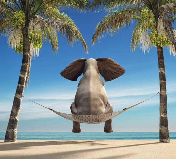 Слон и море Шри Ланка