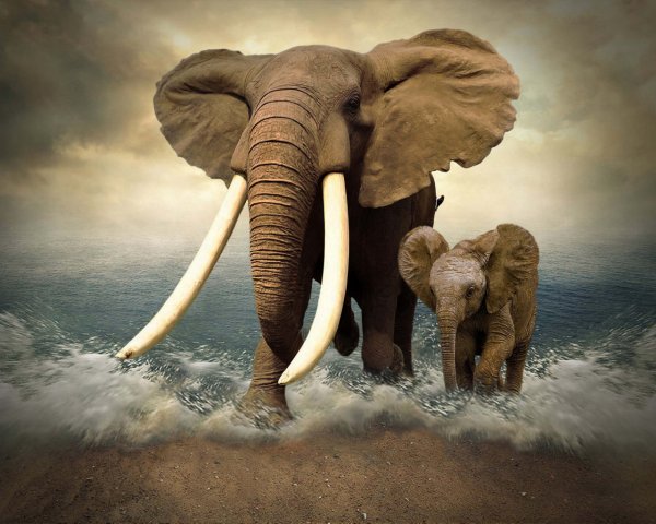 Слон на скамейке