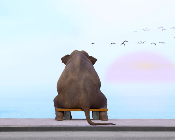 Слон на море