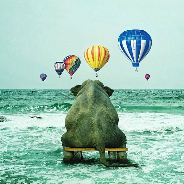 Слон на пляже