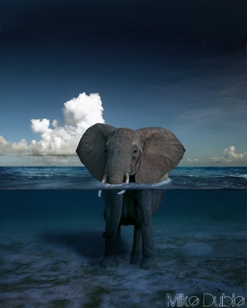 Слон на скамейке у моря