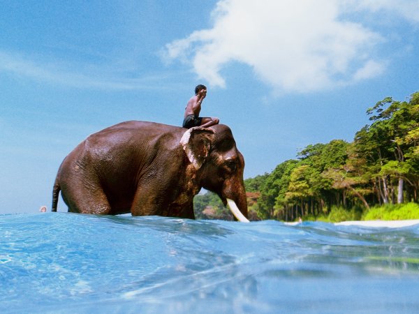 Слоны на море