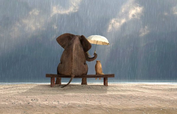 Слон купается в море