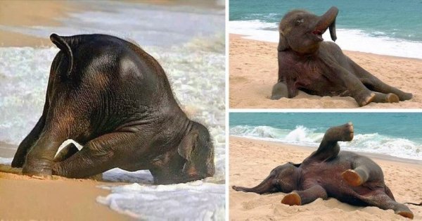 Слоненок на море