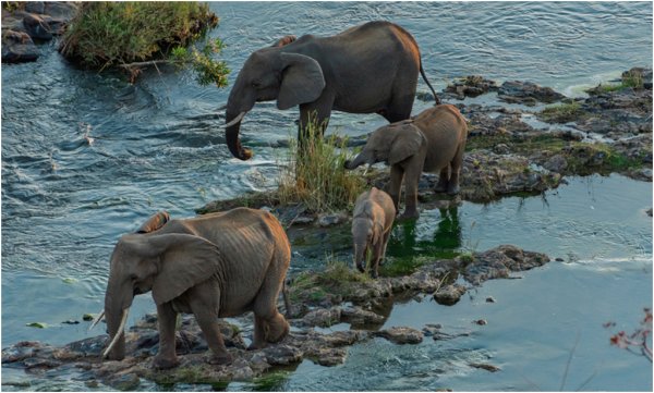 Алмазная мозаика слоны