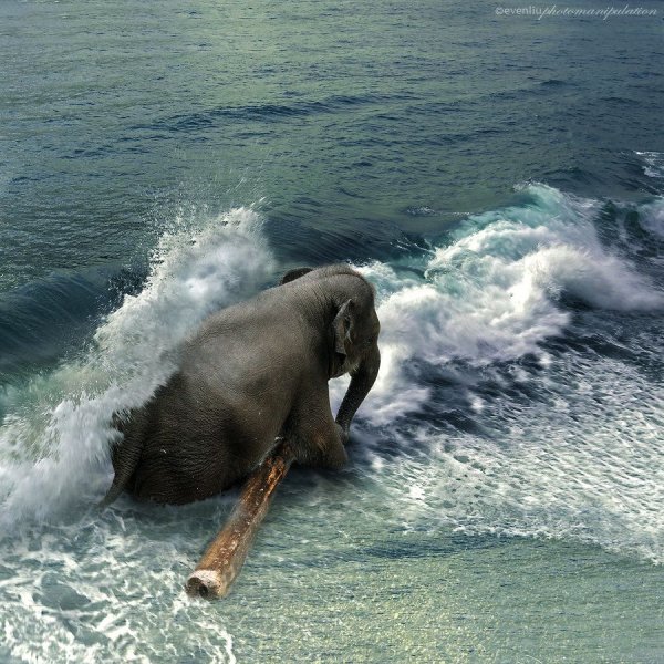 Слоны в воде