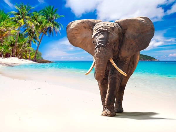 Радостный слон на берегу океана