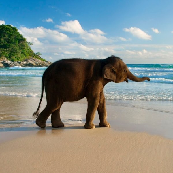 Слоненок купается