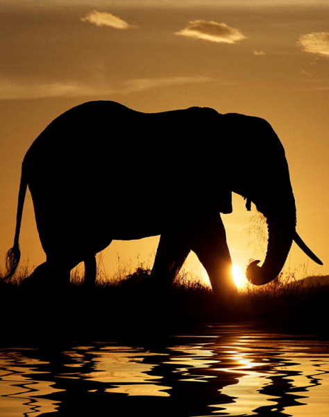 Слон на море