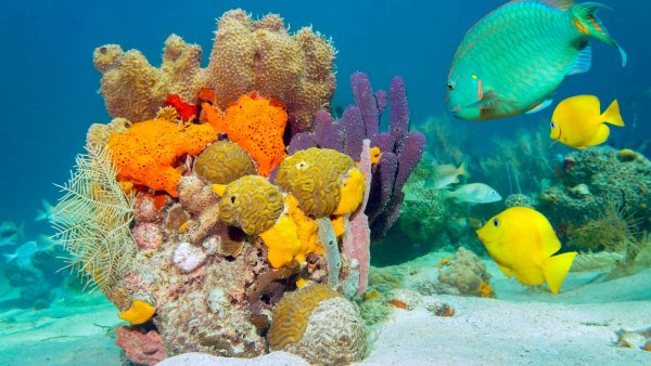 Кораллы и рыбы