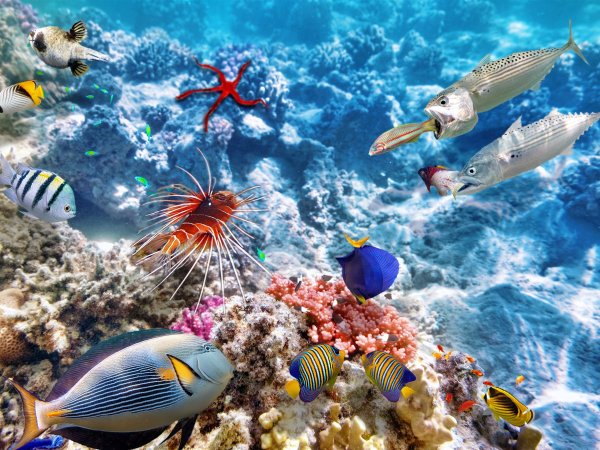 Палау фауна