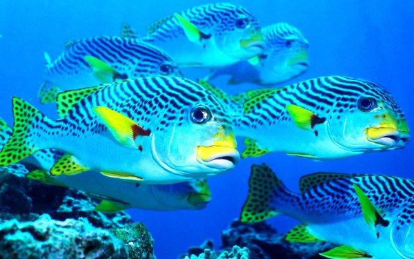 Подводный мир