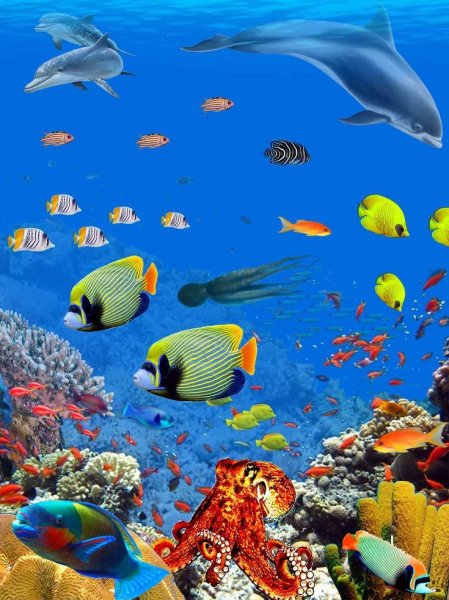 Большой Барьерный риф