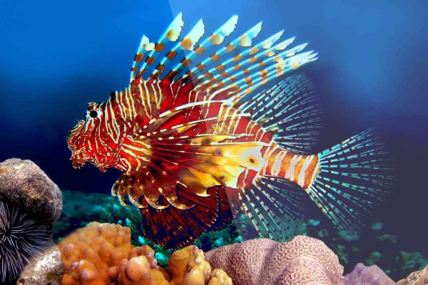 Великий Барьерный риф Австралия