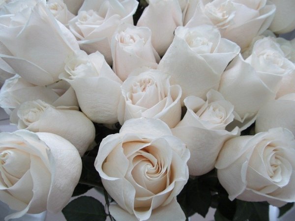 Белые розы в природе