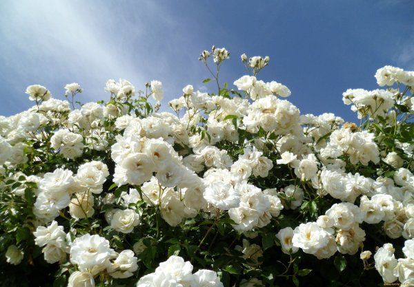 Букет на фоне моря