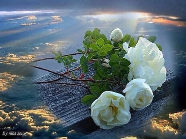 Фотообои розы