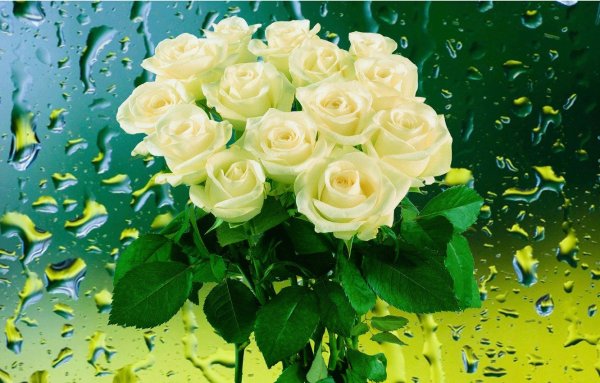 Роза Уайт Чарминг