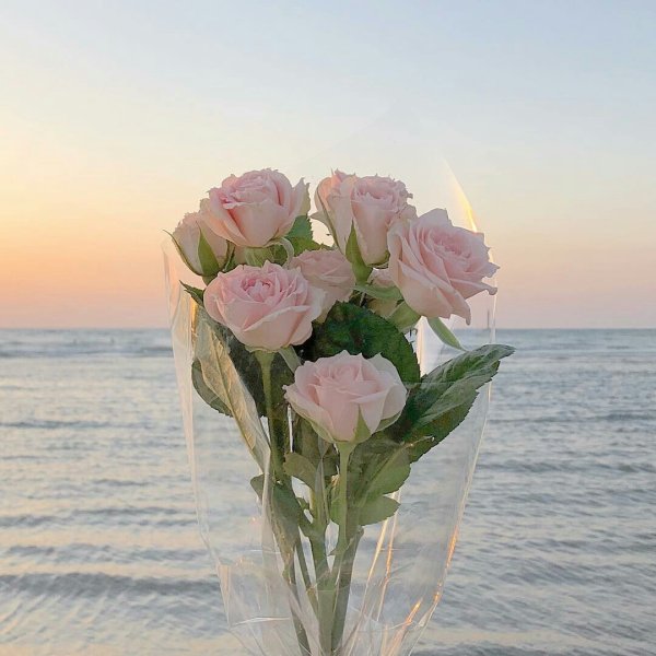 Роза океан Микадо