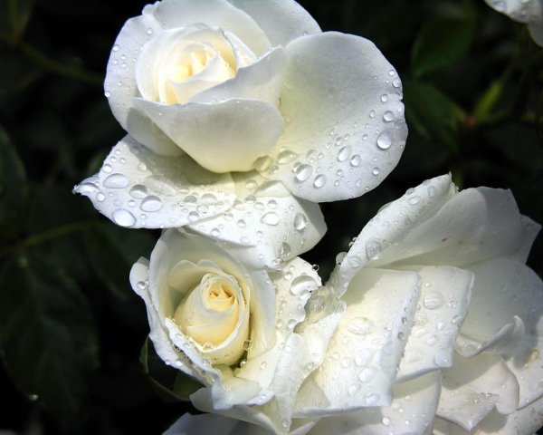 Бутон белой розы