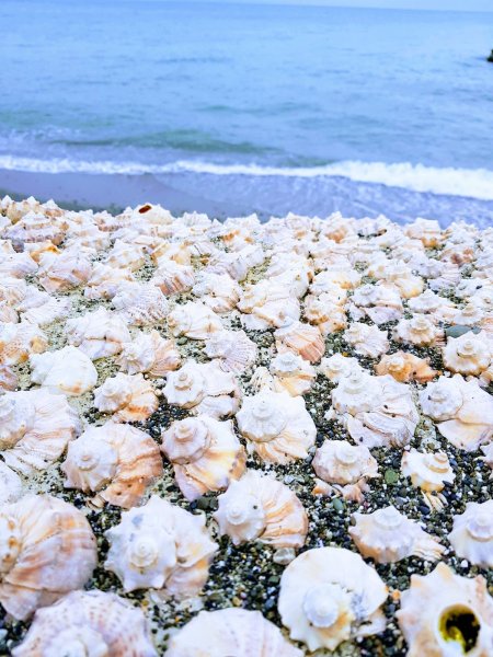 Красивые розы и море