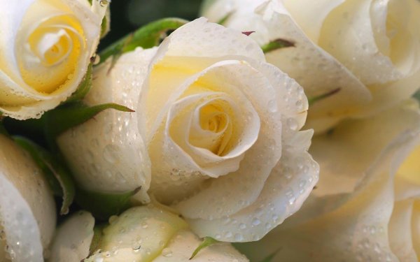 Море белых тюльпанов