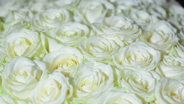 Белые розы на фоне моря