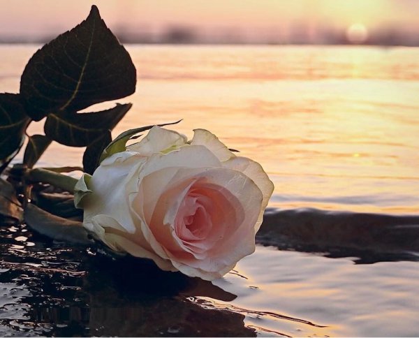 Красивые белые розы