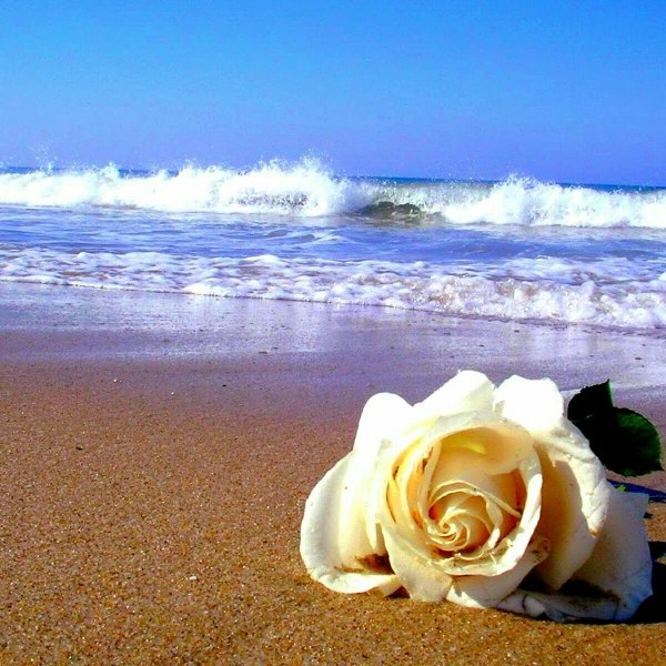 Роза белый Каскад