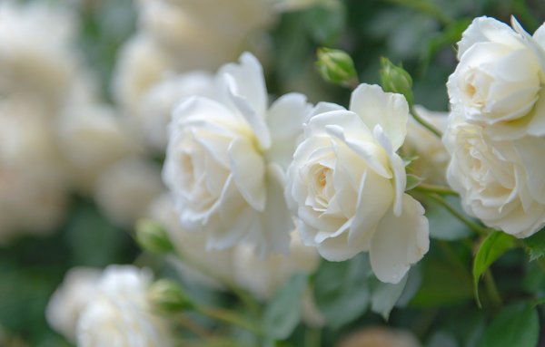 Роза Вайт Роуз