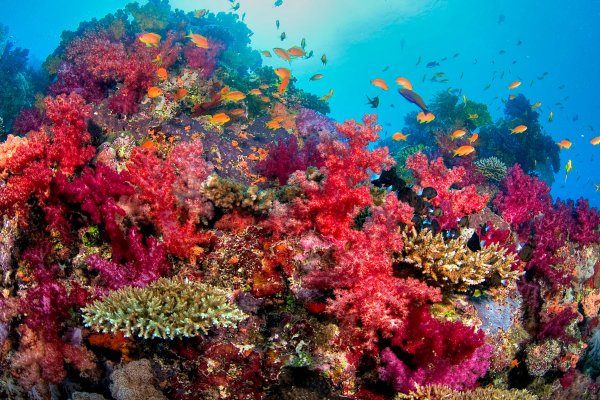 Коралловые рифы Фиджи