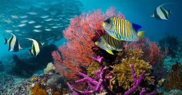 Органический мир Тихого океана