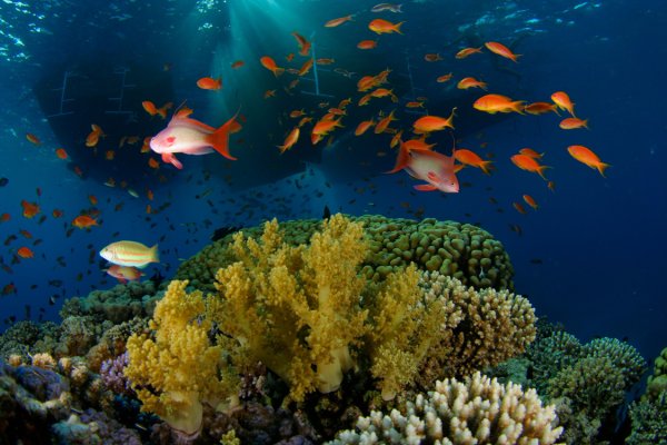 Красное море фото