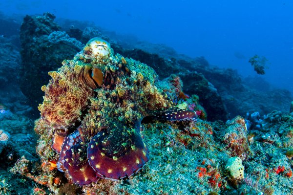 Тридакна моллюск в Красном море