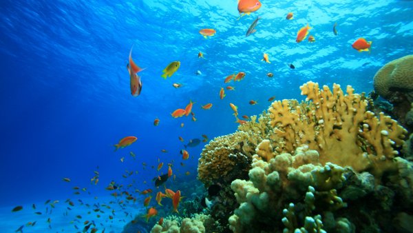 Рыбы в море