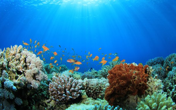 Подводный риф риф