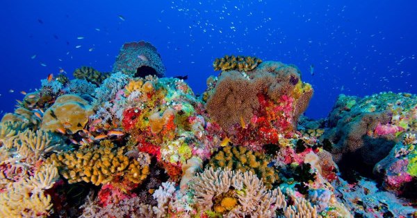 Саулози коралл риф