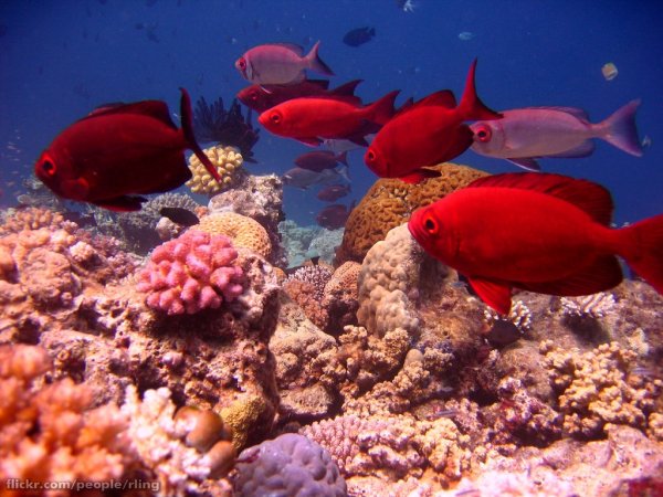 Красная морская рыбка
