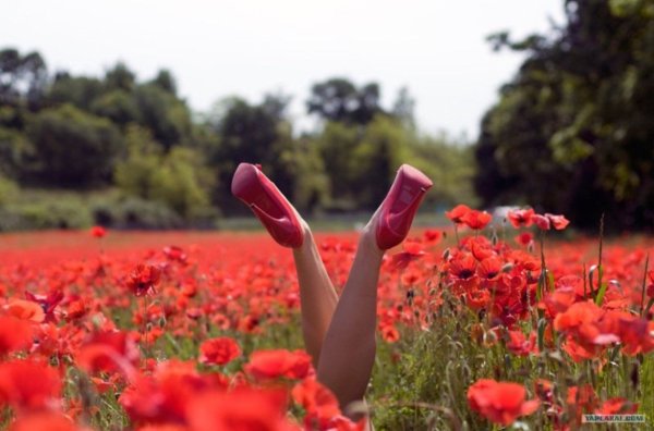 Ноги в маках